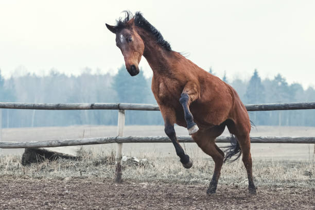istock Trakehner bay horse has fun at liberty 656550856