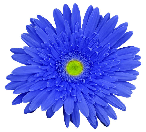 istock Blue gerbera flower, white isolated background with clipping path.   Closeup.  no shadows.  For design.  Nature. 656550994