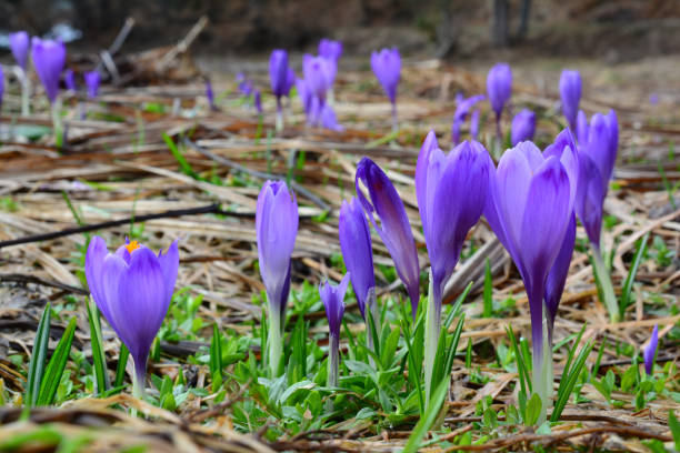 istock Row of Wild saffrons in a field 656551008
