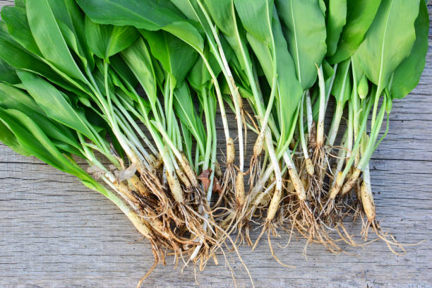 wood garlic leaves and bulbs close up - herbal medicine nature ramson garlic imagens e fotografias de stock