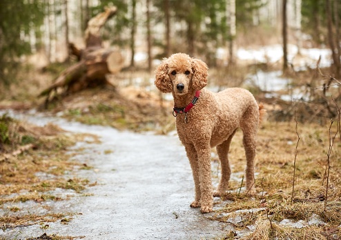 Standard poodle standing on icy forest path in springtime.