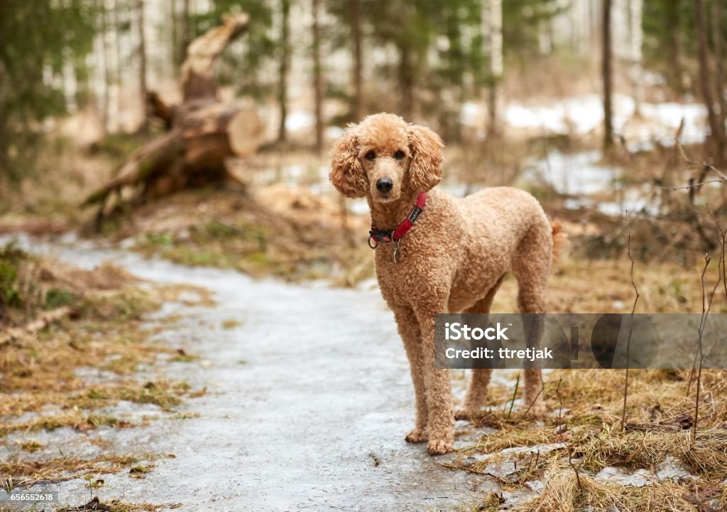 Standard poodle standing on icy forest path in springtime Standard poodle standing on icy forest path in springtime. Standard Poodle Stock Photo