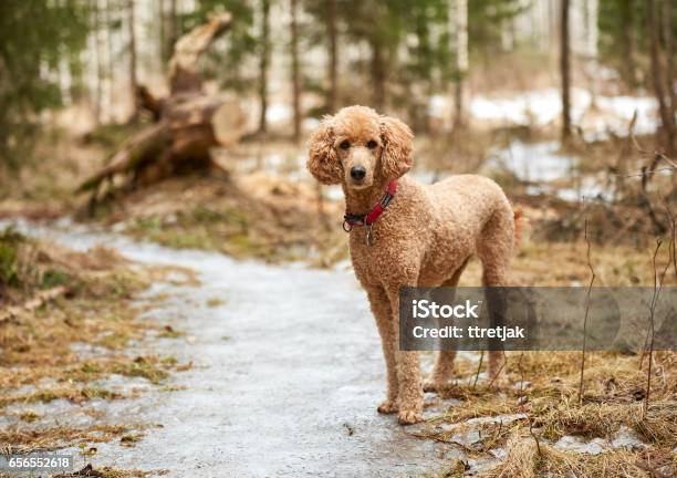Standard Poodle Standing On Icy Forest Path In Springtime Stock Photo - Download Image Now