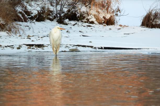 istock Beautiful poode standing on icy forest path in springtime 656554984