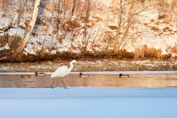 istock Beautiful poode standing on icy forest path in springtime 656555092