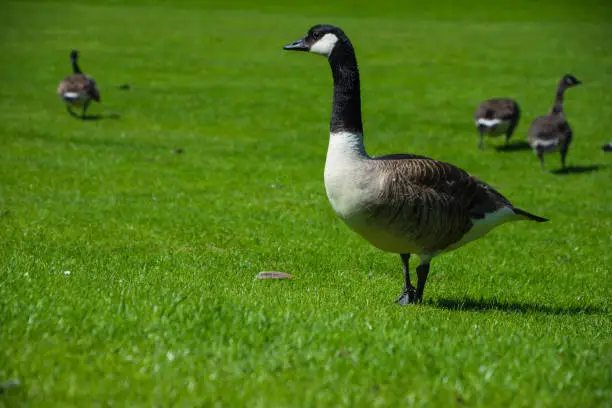 Geese on the grass at Saltaire, the UK