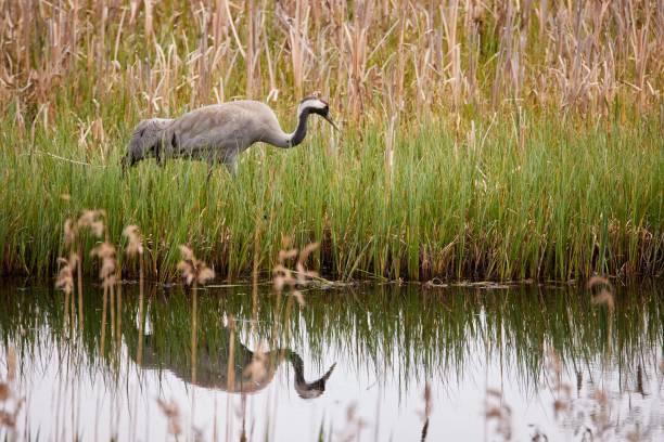 istock Common crane walking on the shore of a lake 656555754