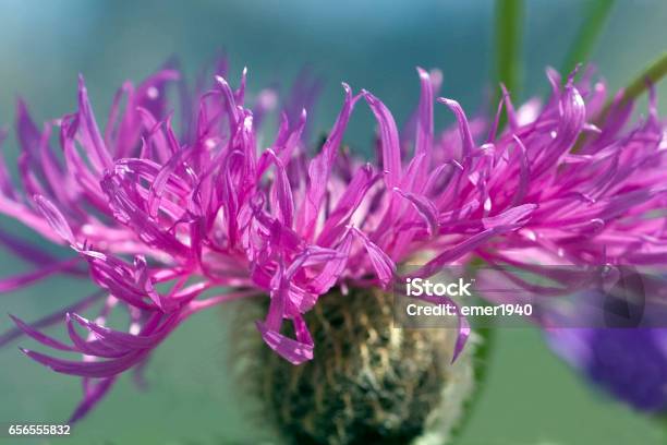 Peru Corner Knapweed Centaurea Pseudophrygia Stock Photo - Download Image Now - Centaurea Montana, Cornflower, Flower