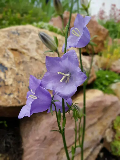 Peach; Bellflower; Campanula persicifolia