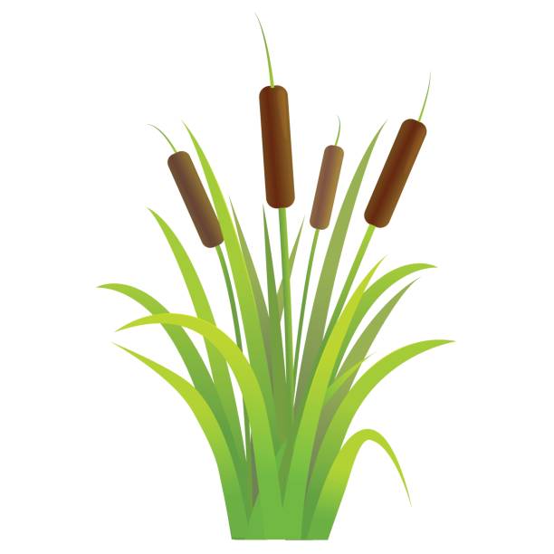 reed pflanze gießen rohrkolben grünes blatt. vektor - schilf stock-grafiken, -clipart, -cartoons und -symbole