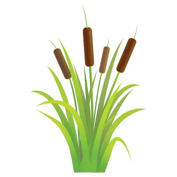 Vector illustration of Water Reed Plant Cattails Green Leaf. Vector