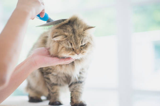 istock Woman using a comb brush the Persian cat 656560092
