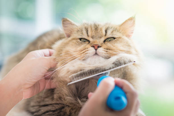 istock Woman using a comb brush the Persian cat 656560112