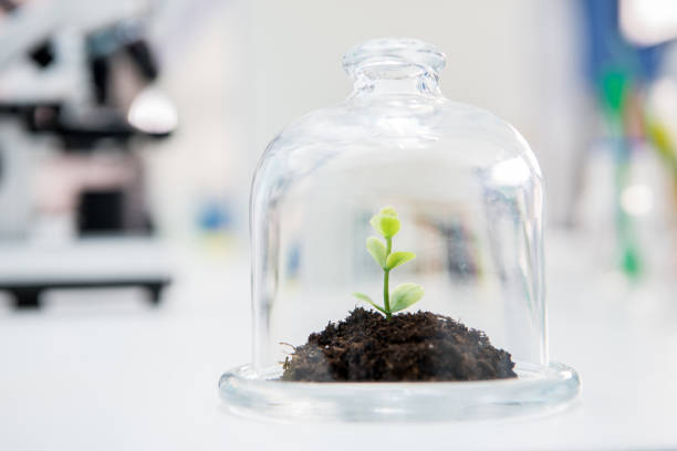 istock Plant in glass terrarium 656564606