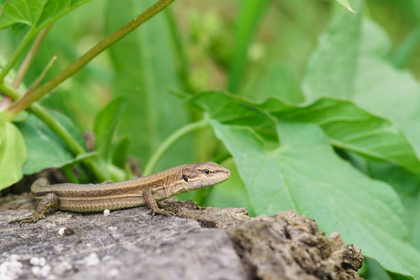 istock Pontic lizard Darevskia pontica (Rock lizards) sits on an old stump 656570976