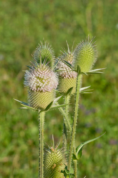 istock Spiky inflorescence vorovki (lat. Dipsacus) on a grass background 656571098