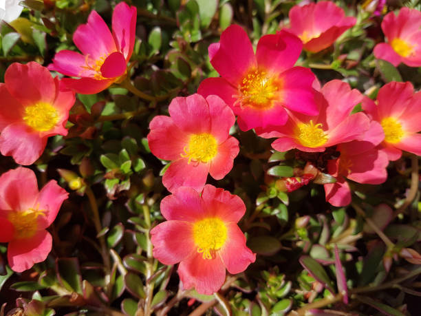 istock purslane; Portulaca, oleracea 656571150