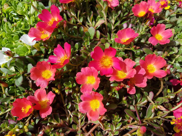 istock purslane; Portulaca, oleracea 656571462