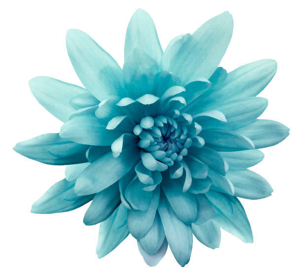 istock turquoise flower chrysanthemum.  garden flower.  white  isolated background with clipping path.  Closeup. no shadows.  Nature. 656575968