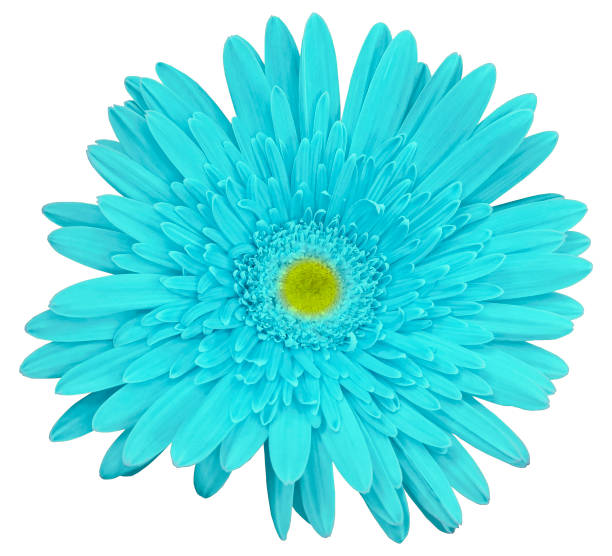 istock Turquoise gerbera flower, white isolated background with clipping path.   Closeup.  no shadows.  For design.  Nature. 656576004