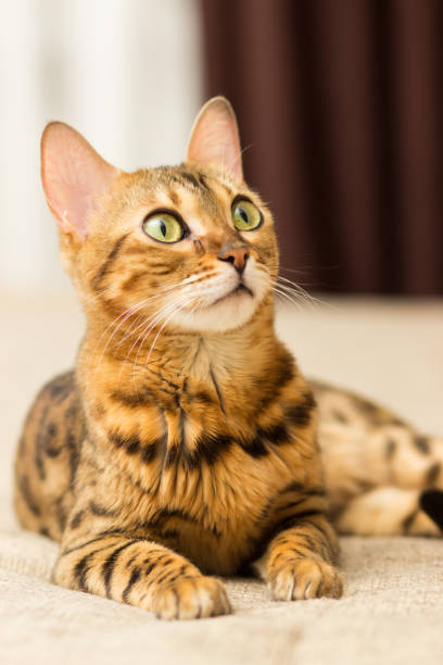 istock Cat of Bengali breed in a home setting lies on the couch 656576202