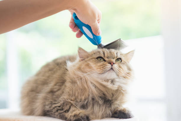 istock Woman using a comb brush the Persian cat 656579488