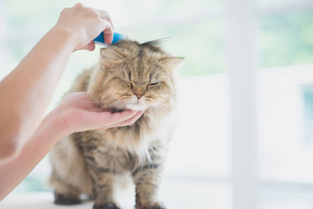 istock Woman using a comb brush the Persian cat 656579490