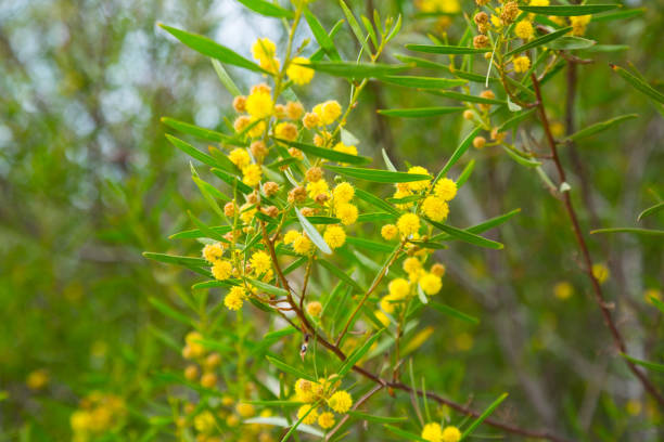 istock acacia dodonaefolia yellow flowers 656583346
