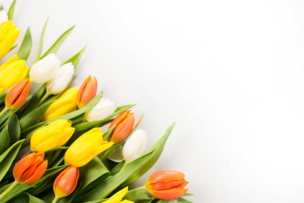 istock Easter theme. Eggs with tulips on wooden board, easter holiday concept. Copyspace for text. 656586182