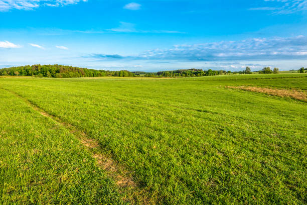 istock Landscape of field with green grass and sky 656587932
