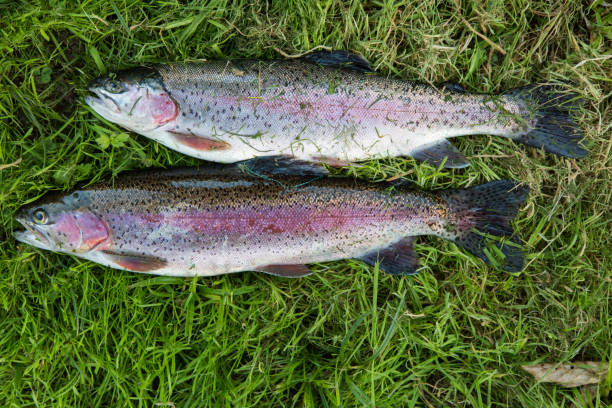 istock Fresh wild rainbow trout fishing in mountain stream 656588408