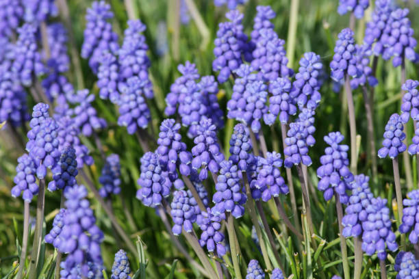Purple blue grape hyacinth Muscari flowers in spring A typical flower of the early spring is the blue grape hyacinth, of the genus Muscari. grape hyacinth stock pictures, royalty-free photos & images