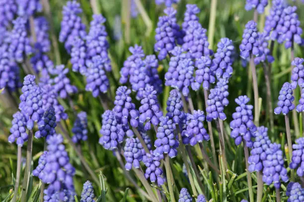 A typical flower of the early spring is the blue grape hyacinth, of the genus Muscari.