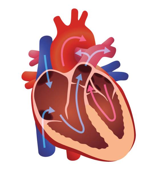 диаграмма сердечной структуры человека, сердца, векторной иллюстрации - human cardiovascular system human heart human vein blood flow stock illustrations