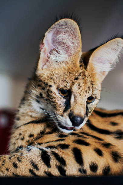 istock Male serval cat (leptailurus serval) looks down. 656603656