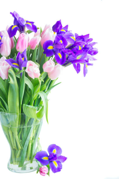 istock Blue irises and pik tulips 656607652