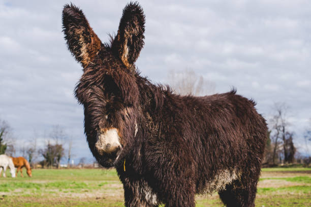 istock donkey mother and her little puppy 656608258