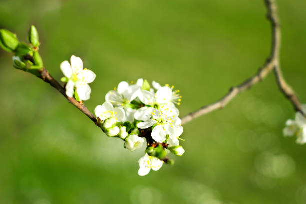 A branch of  white cherry blossoms on the green background Spring garden.  A branch of  white cherry blossoms on the soft, green background spring bud selective focus outdoors stock pictures, royalty-free photos & images