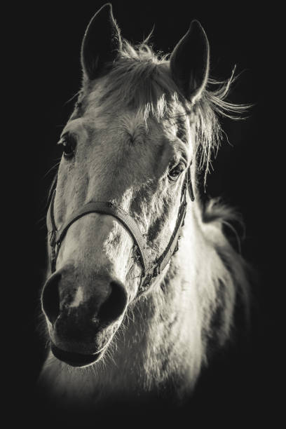 istock horse portrait  - black and white 656611424