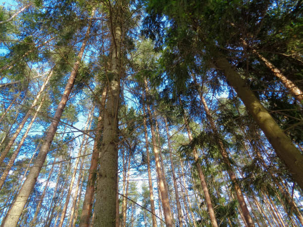 istock Pine, Spruce and Birch mixed forest in winter on a blue sky background 656611592