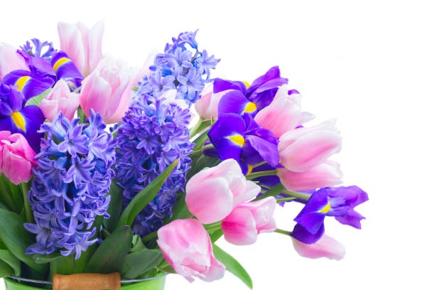 istock hyacinths and tulips 656615072