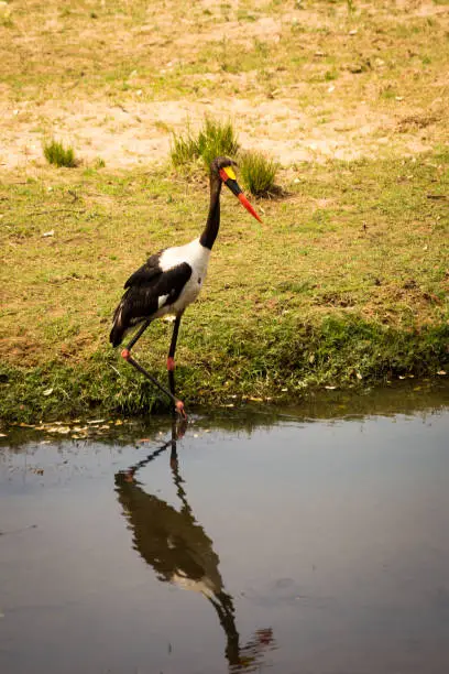 Saddle-billed stork (Ephippiorhynchus senegalensis) Standing next to River, South Africa, Kruger Park