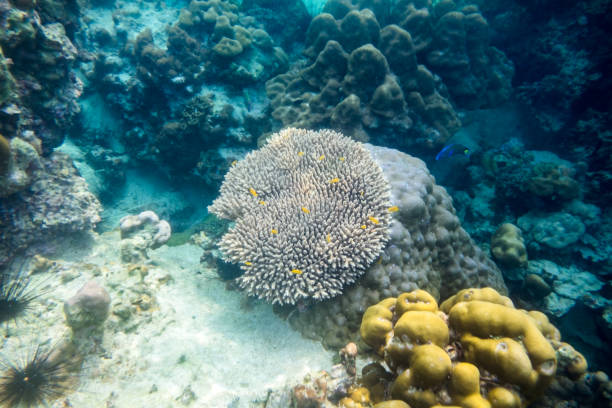 海で黄色学校魚と白い大きなサンゴ礁 - sea life andaman sea thailand damselfish ストックフォトと画像