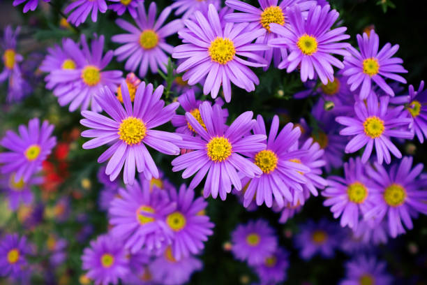 istock Close up of purple daisy background 656622944