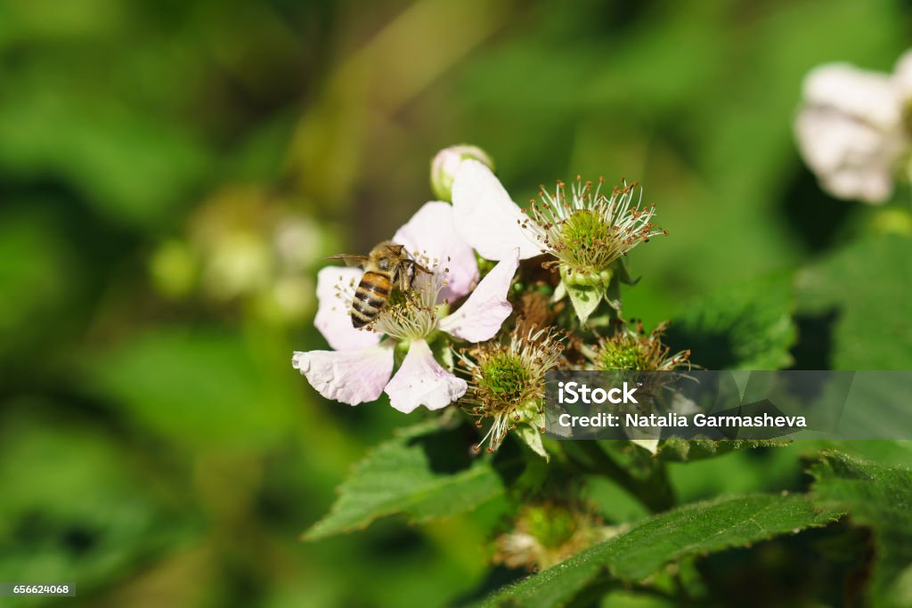 Bee on the flowers of blackberries (lat. Rubus) Bee on the flowers of blackberries (lat. Rubus). Macro Animal Family Stock Photo
