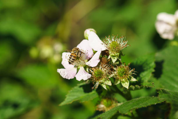 Bee on the flowers of blackberries (lat. Rubus) Bee on the flowers of blackberries (lat. Rubus). Macro kachina doll stock pictures, royalty-free photos & images