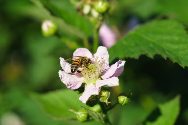 Bee on flower BlackBerry (lat. Rubus) Bee on flower BlackBerry (lat. Rubus). Macro kachina doll stock pictures, royalty-free photos & images