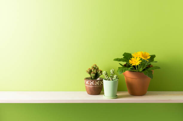 istock Shelf and green wall 656624396
