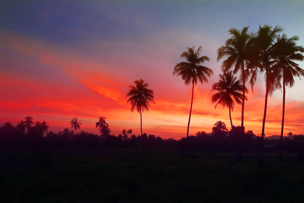 Beautiful sun rises with plam tree nature scene