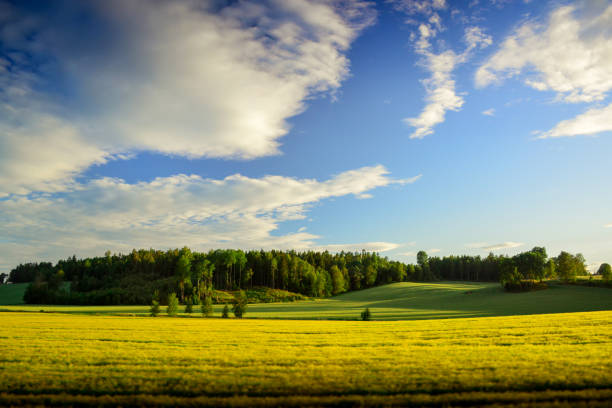 istock Beautiful green field and blue sky. 656633938